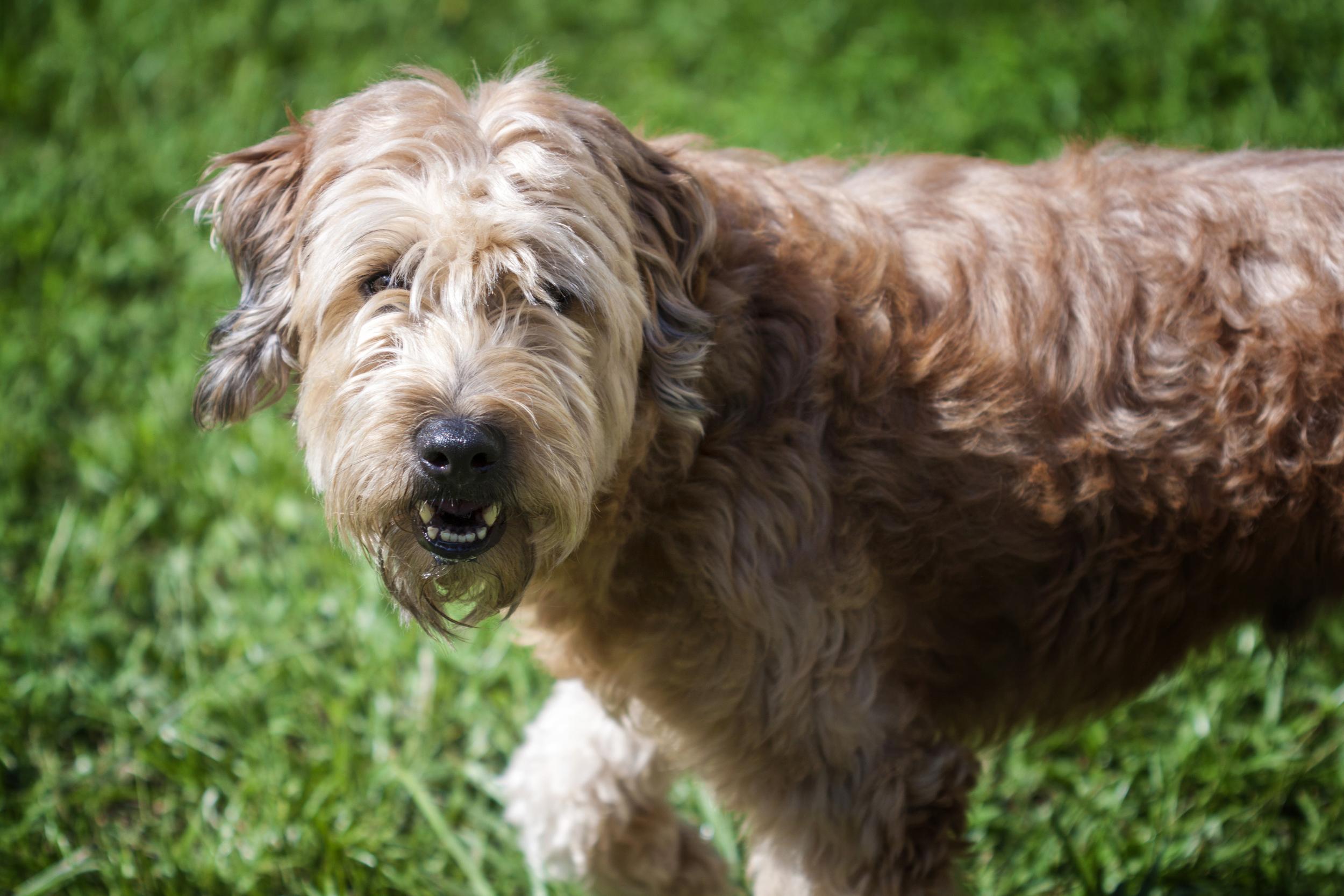 Goldendoodle in the Grass
