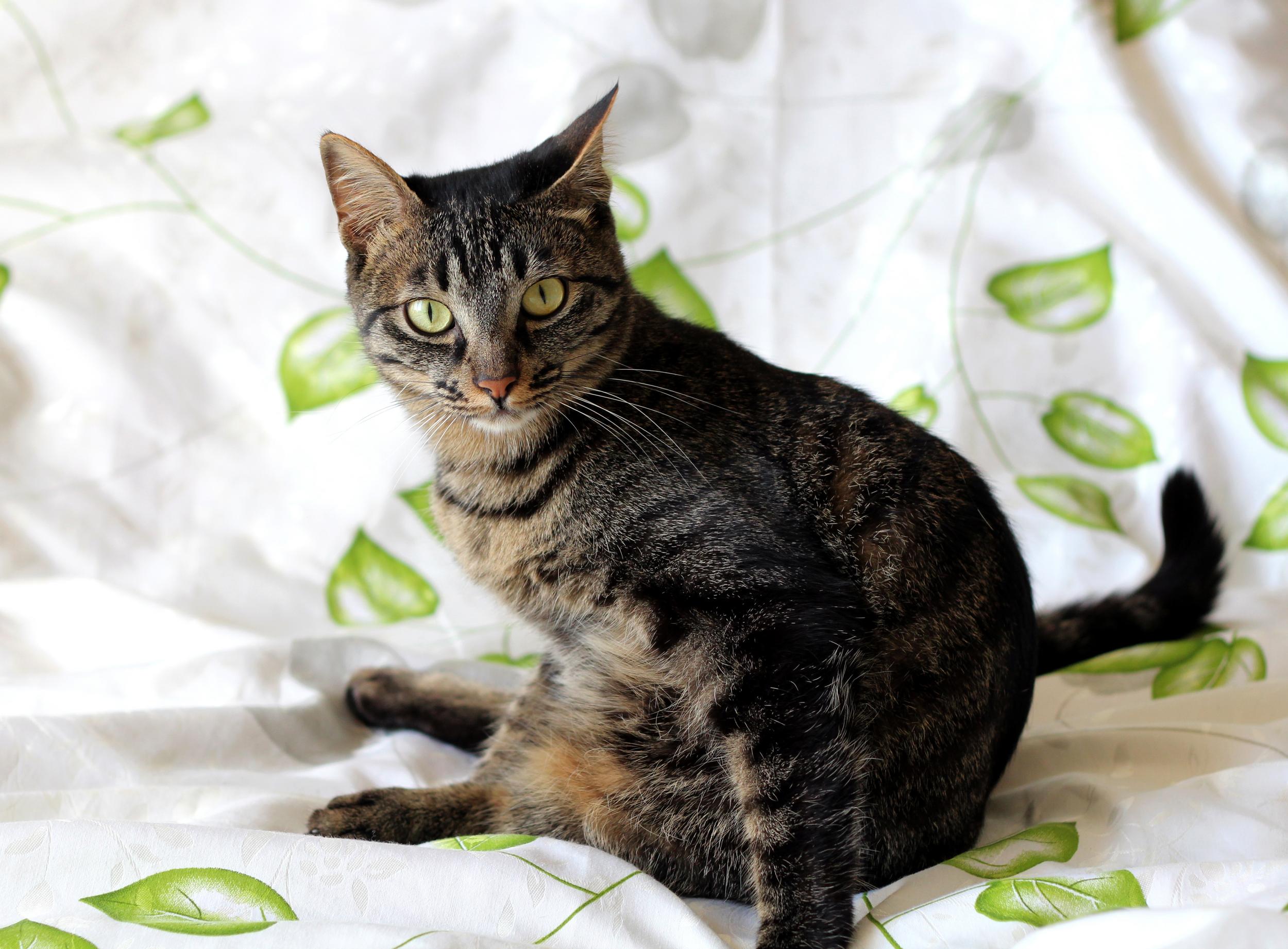 Brown and Black Striped Cat on Blanket